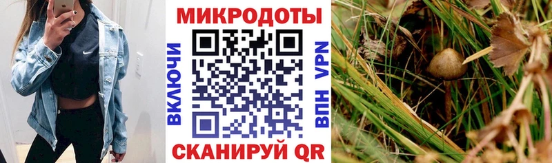Купить закладки  Лермонтов  Галлюциногенные грибы прущие грибы 